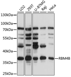 RBM4B Rabbit pAb