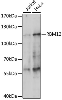 RBM12 Rabbit pAb