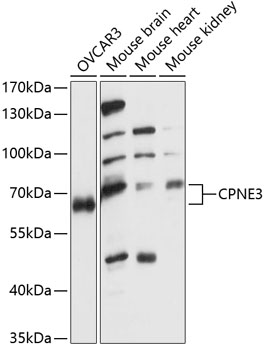 CPNE3 Rabbit pAb