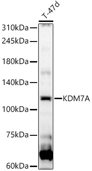 KDM7A Rabbit pAb