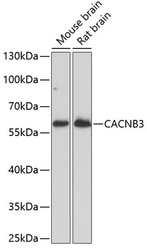 CACNB3 Rabbit pAb