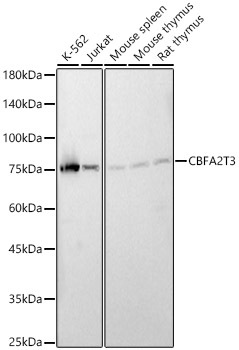 CBFA2T3 Rabbit pAb