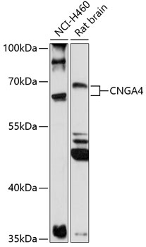 CNGA4 Rabbit pAb