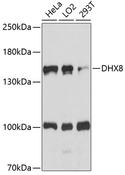 DHX8 Rabbit pAb
