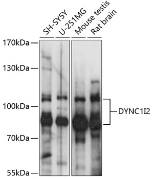 DYNC1I2 Rabbit pAb