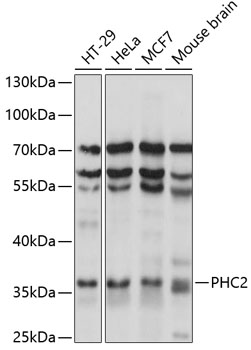 PHC2 Rabbit pAb