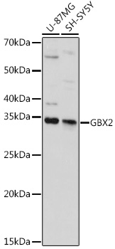 GBX2 Rabbit pAb