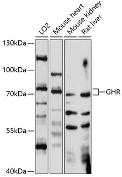 GHR Rabbit pAb