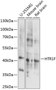 HTR1F Rabbit pAb