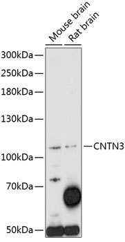 CNTN3 Rabbit pAb