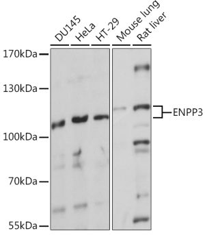 ENPP3 Rabbit pAb