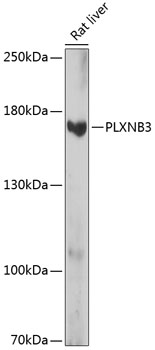 PLXNB3 Rabbit pAb