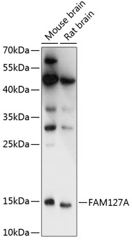 FAM127A Rabbit pAb