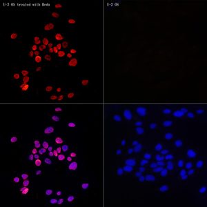 BrdU Mouse mAb