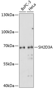SH2D3A Rabbit pAb