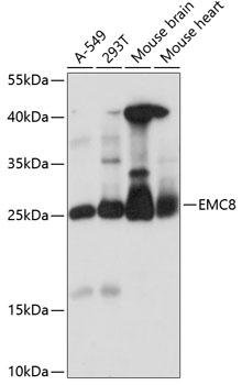 EMC8 Rabbit pAb