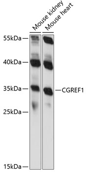 CGREF1 Rabbit pAb