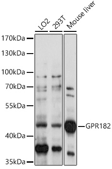 GPR182 Rabbit pAb