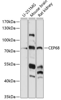 CEP68 Rabbit pAb