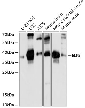 ELP5 Rabbit pAb