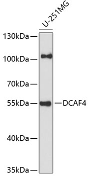 DCAF4 Rabbit pAb