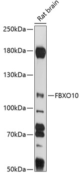 FBXO10 Rabbit pAb