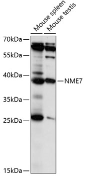 NME7 Rabbit pAb