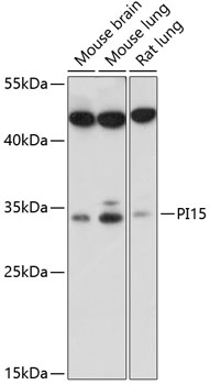 PI15 Rabbit pAb
