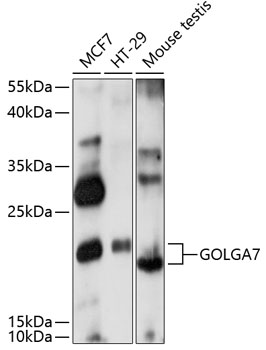 GOLGA7 Rabbit pAb
