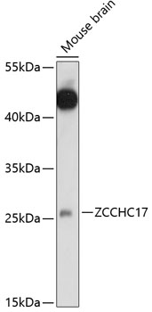 ZCCHC17 Rabbit pAb