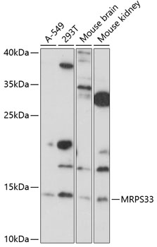 MRPS33 Rabbit pAb