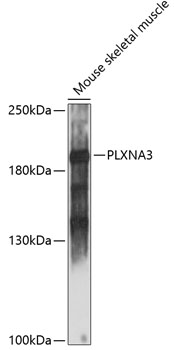 PLXNA3 Rabbit pAb