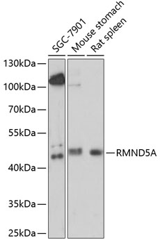 RMND5A Rabbit pAb