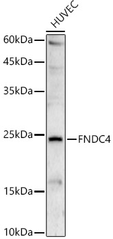 FNDC4 Rabbit pAb