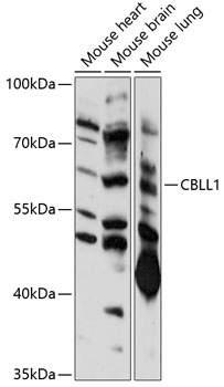 CBLL1 Rabbit pAb