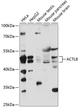 ACTL8 Rabbit pAb