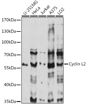 Cyclin L2 Rabbit pAb