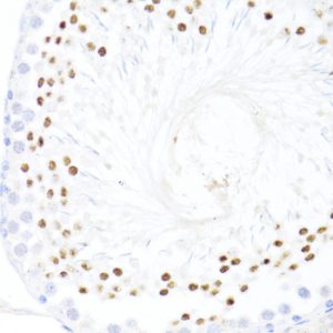DDX59 Rabbit pAb