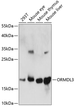 ORMDL3 Rabbit pAb