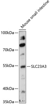 SLC23A3 Rabbit pAb