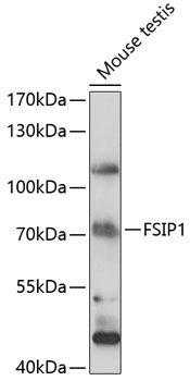 FSIP1 Rabbit pAb