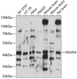 NSUN4 Rabbit pAb