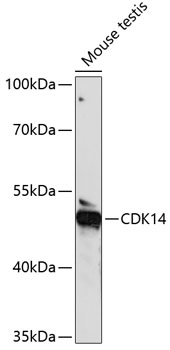 CDK14 Rabbit pAb
