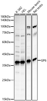 GP6 Rabbit pAb