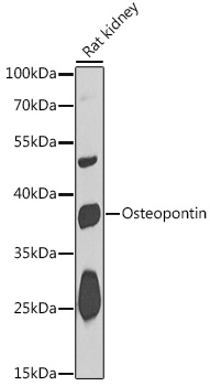 Osteopontin Rabbit pAb