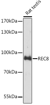 REC8 Rabbit pAb