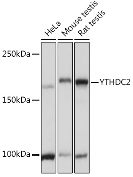 YTHDC2 Rabbit pAb