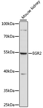 EGR2 Rabbit pAb