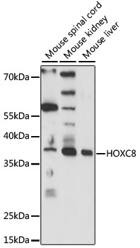 HOXC8 Rabbit pAb