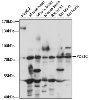 PDE1C Rabbit pAb